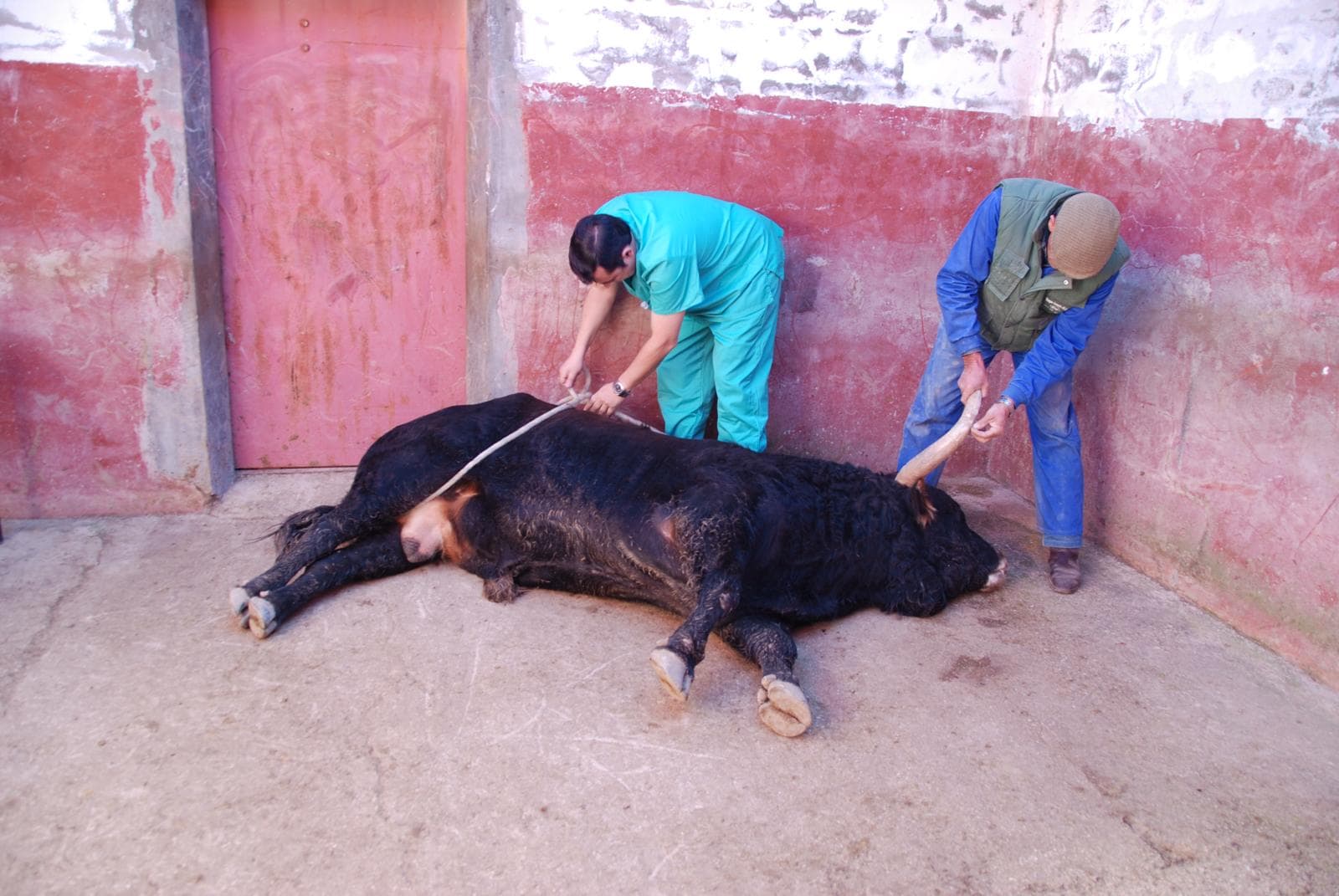 Investigación veterinaria sobre el toro de lidia